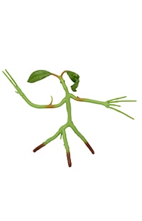 Bendable Bowtruckle Toy